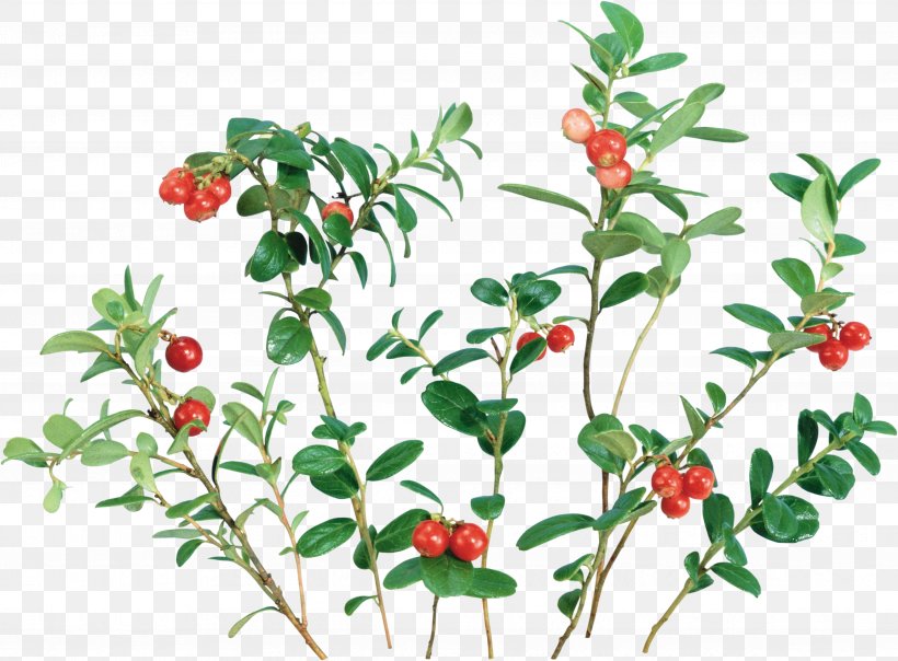 Lingonberry Cranberry Clip Art, PNG, 4856x3578px, Lingonberry, Acerola Family, Aquifoliaceae, Aquifoliales, Berry Download Free