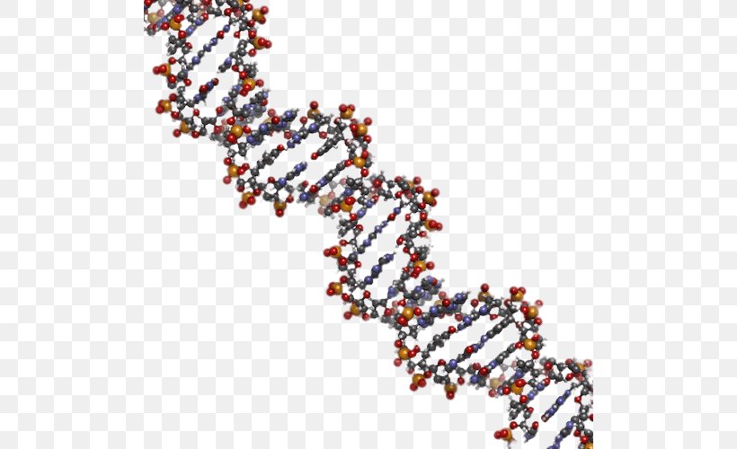 Nucleic Acid Double Helix DNA Human Genome Nucleic Acid Structure Genetics, PNG, 500x500px, Watercolor, Cartoon, Flower, Frame, Heart Download Free