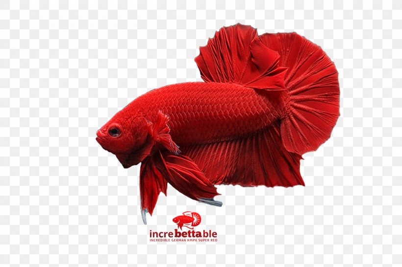 Siamese Fighting Fish Goldfish Yellow Betta, PNG, 1000x667px, Siamese Fighting Fish, Betta, Fish, Goldfish, Red Download Free