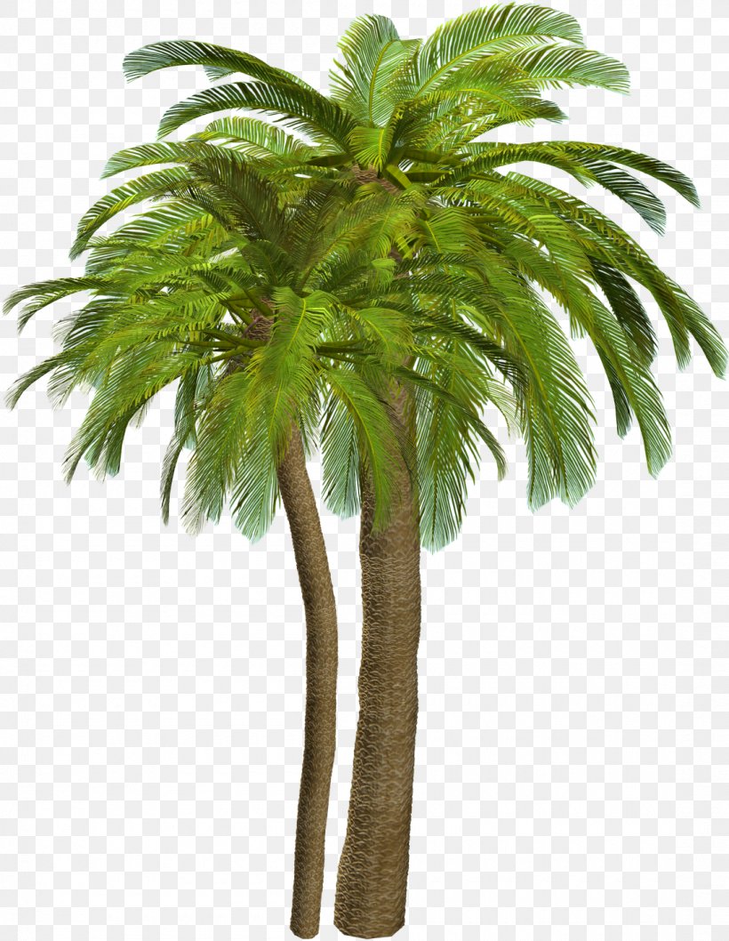 Arecaceae Clip Art, PNG, 1100x1420px, Arecaceae, Arecales, Attalea Speciosa, Borassus Flabellifer, Coconut Download Free