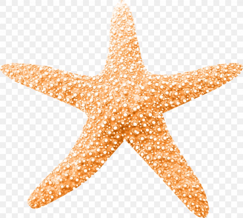 Clip Art, PNG, 2187x1963px, Beach, Echinoderm, Invertebrate, Marine Invertebrates, Orange Download Free