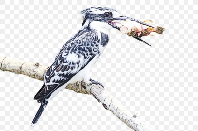 Feather, PNG, 1200x795px, Watercolor, Beak, Biology, Bird Of Prey, Birds Download Free