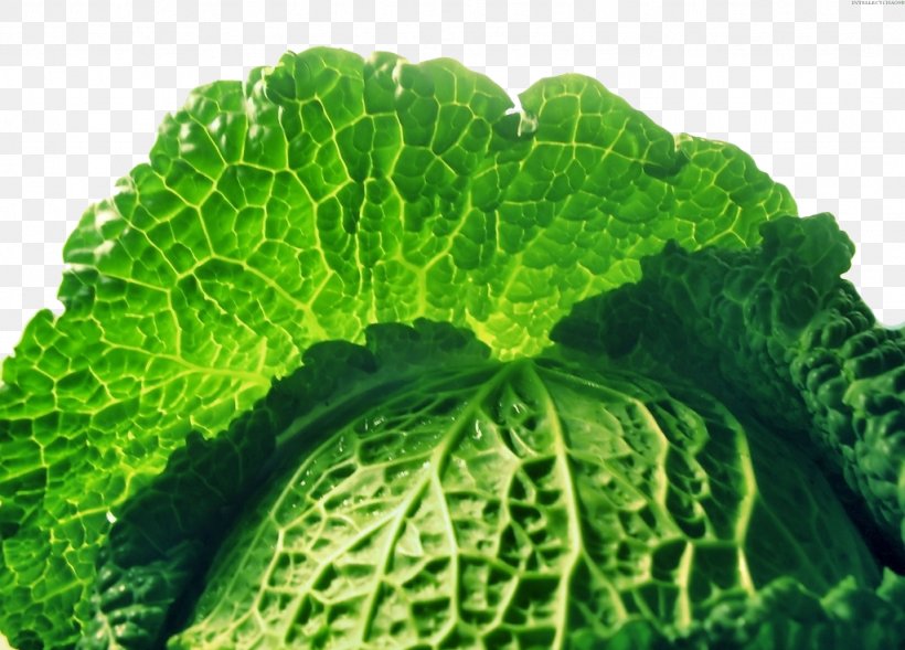 Savoy Cabbage Collard Greens Food Spring Greens, PNG, 1024x736px, Savoy Cabbage, Brassica Oleracea, Cabbage, Collard Greens, Food Download Free