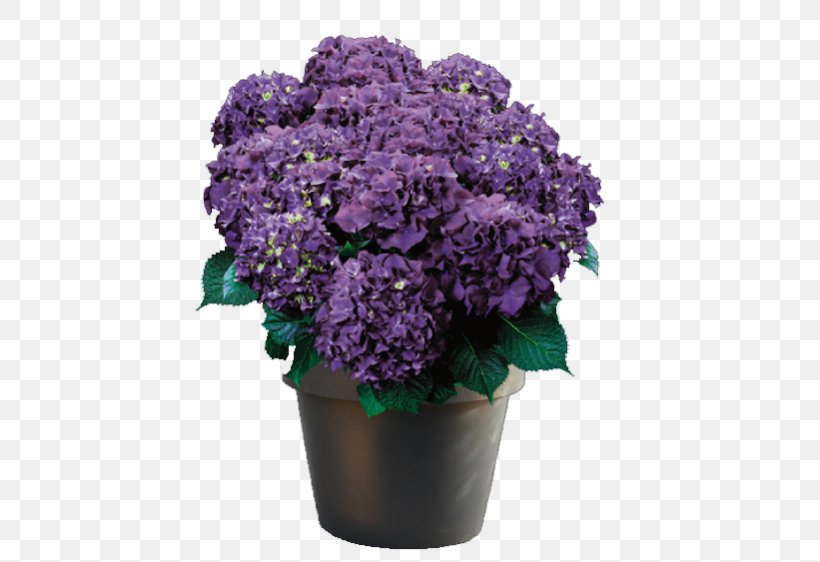 Shrub French Hydrangea Plant Garden Centre Cut Flowers, PNG, 562x562px, Shrub, Annual Plant, Color, Cornales, Cut Flowers Download Free