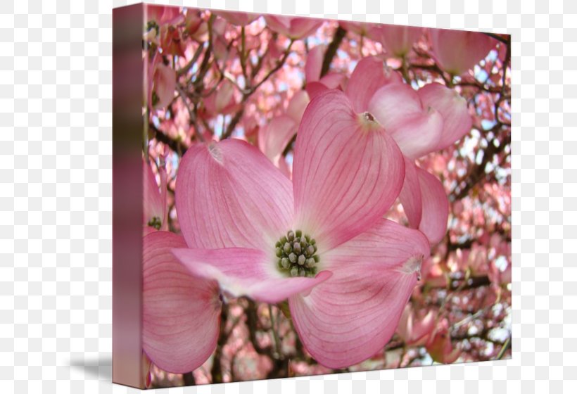 Blossom Flowering Dogwood Tree Pink Flowers, PNG, 650x560px, Blossom, Branch, Cherry Blossom, Dogwood, Flower Download Free