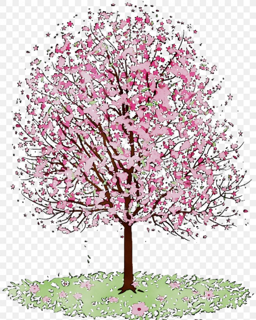 Cherry Blossom ST.AU.150 MIN.V.UNC.NR AD Flowering Plant Cherries Illustration, PNG, 1098x1372px, Cherry Blossom, Blossom, Botany, Branch, Cherries Download Free