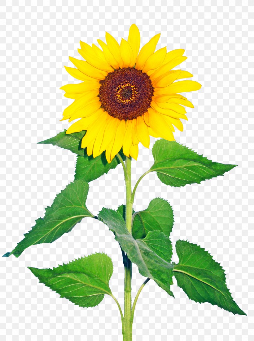 Common Sunflower Sunflower Seed Plant Glory Days, God Has It All!, PNG, 998x1338px, Common Sunflower, Annual Plant, Daisy Family, Editing, Flower Download Free