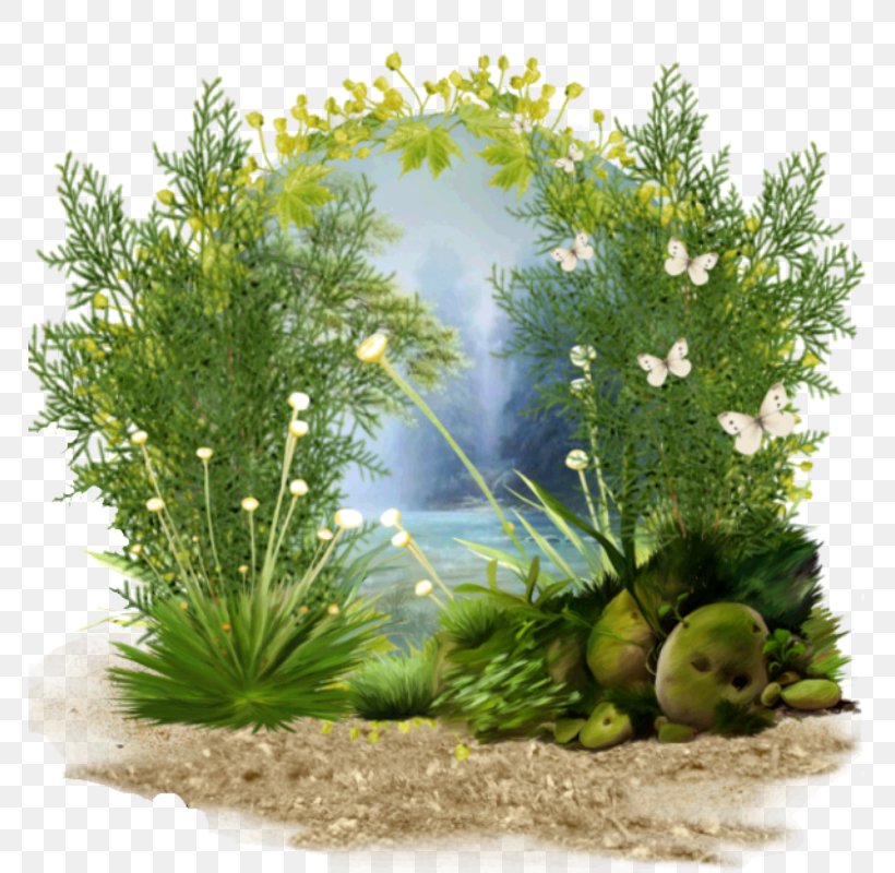 Grasses Tree Herb Aquarium Family, PNG, 768x800px, Grasses, Aquarium, Aquarium Decor, Family, Grass Download Free