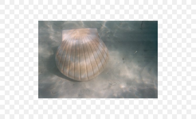 Lighting Seashell, PNG, 500x500px, Lighting, Seashell Download Free