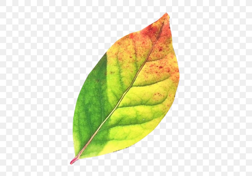 Clip Art Image Leaf Desktop Wallpaper, PNG, 500x574px, Leaf, Autumn Leaf Color, Botany, Flower, Flowering Plant Download Free