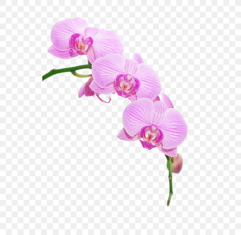 Image Orchids Clip Art Template, PNG, 531x800px, Orchids, Beauty Parlour, Cut Flowers, Flower, Flowering Plant Download Free