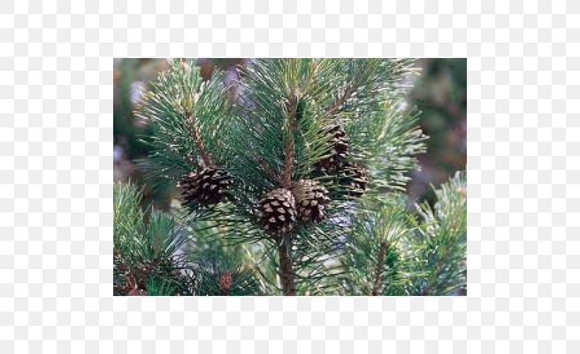 Scots Pine Die Waldkiefer Conifers Tree Plant, PNG, 500x500px, Scots Pine, Balsam Fir, Biome, Botanical Name, Branch Download Free