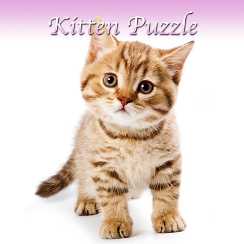 Scottish Fold Persian Cat Kitten Pet Sitting Puppy, PNG, 1024x1024px, Scottish Fold, American Shorthair, American Wirehair, Asian, Australian Mist Download Free