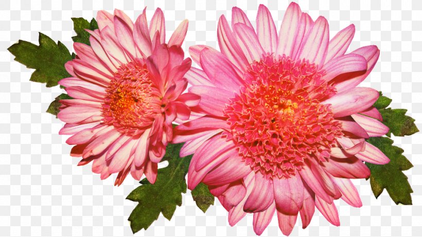 Transvaal Daisy Chrysanthemum Daisy Family Floristry Cut Flowers, PNG, 960x540px, Transvaal Daisy, Annual Plant, Argyranthemum, Artificial Flower, Aster Download Free