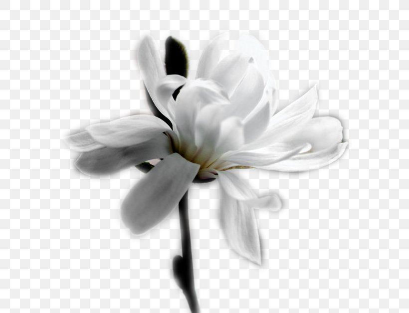 White Desktop Wallpaper Flower Petal Perfume, PNG, 680x629px, White, Black And White, Blossom, Desktop Environment, Floral Design Download Free
