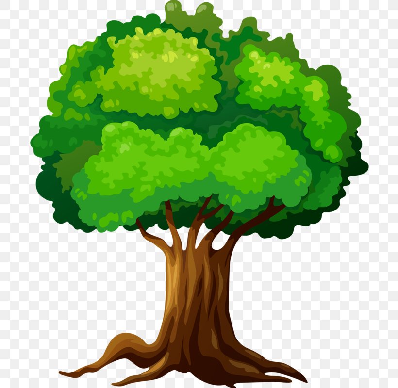 Tree Clip Art, PNG, 700x800px, Tree, Drawing, Grass, Green, Leaf Vegetable Download Free