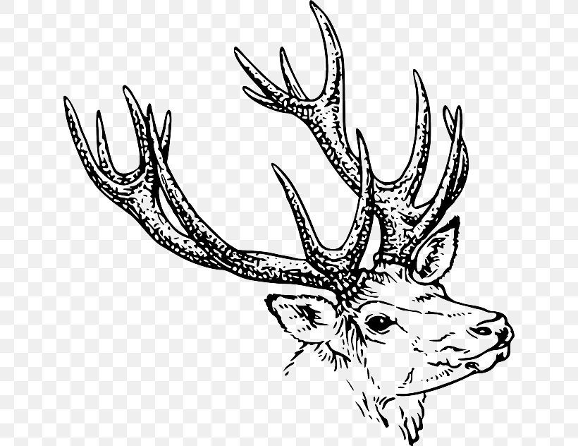 White-tailed Deer Drawing Antler Clip Art, PNG, 640x632px, Deer, Antler, Art, Artwork, Black And White Download Free