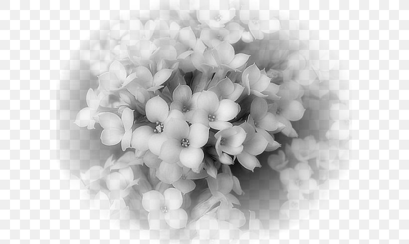Black And White Photography, PNG, 593x489px, Black And White, Animation, Cloud, Flower, Monochrome Download Free