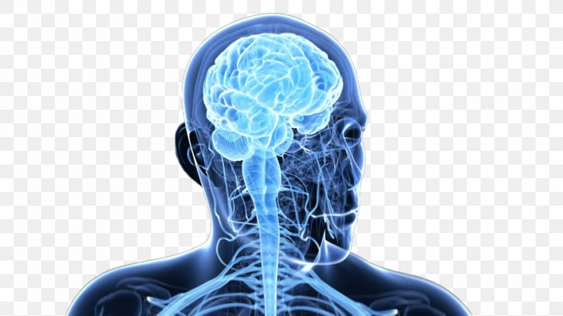 Brain Homo Sapiens Central Nervous System Nerve, PNG, 960x540px, Watercolor, Cartoon, Flower, Frame, Heart Download Free