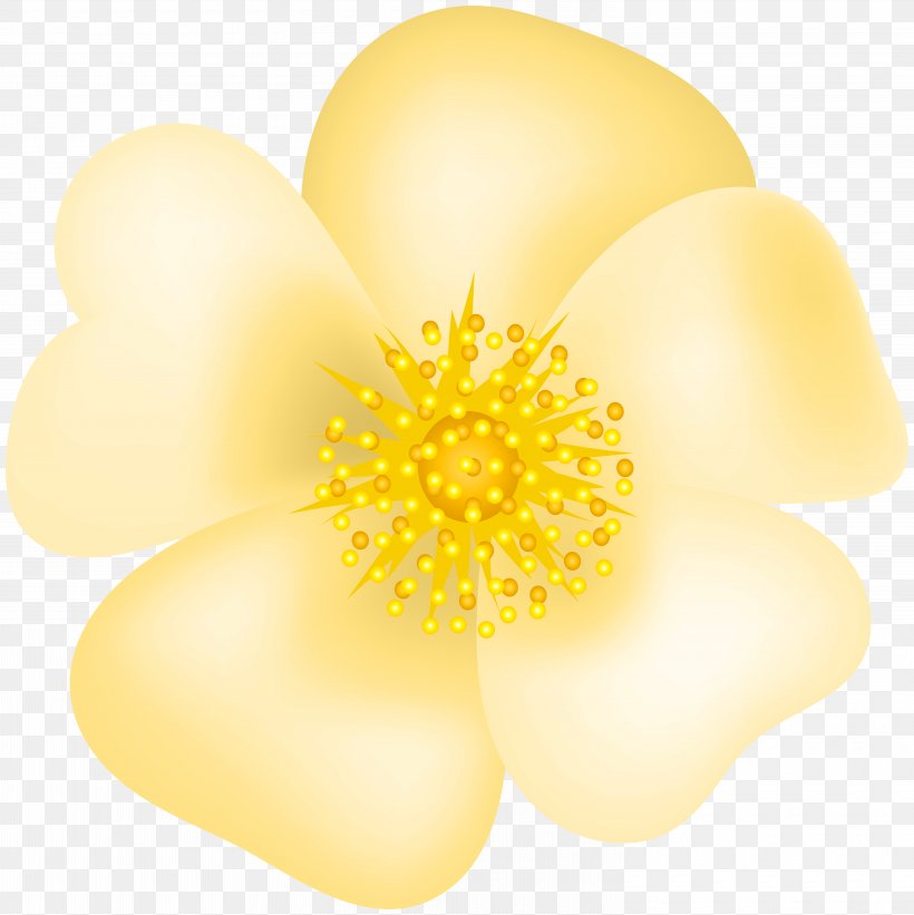 Petal Yellow Commodity, PNG, 6000x6011px, Flower, Close Up, Commodity, Flowering Plant, Petal Download Free