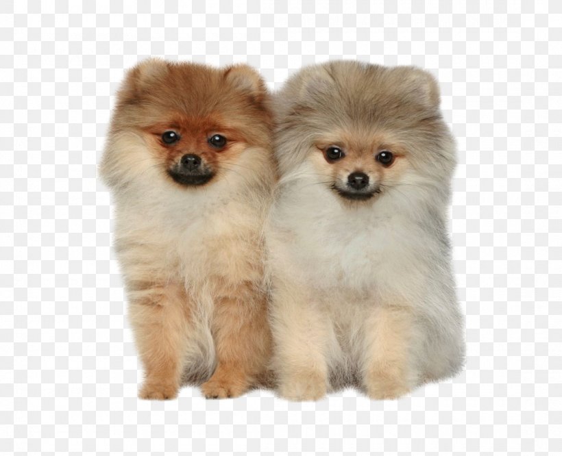 Pomeranian Shiba Inu German Spitz Puppy, PNG, 1100x894px, Pomeranian, Aging In Dogs, Ancient Dog Breeds, Carnivoran, Companion Dog Download Free