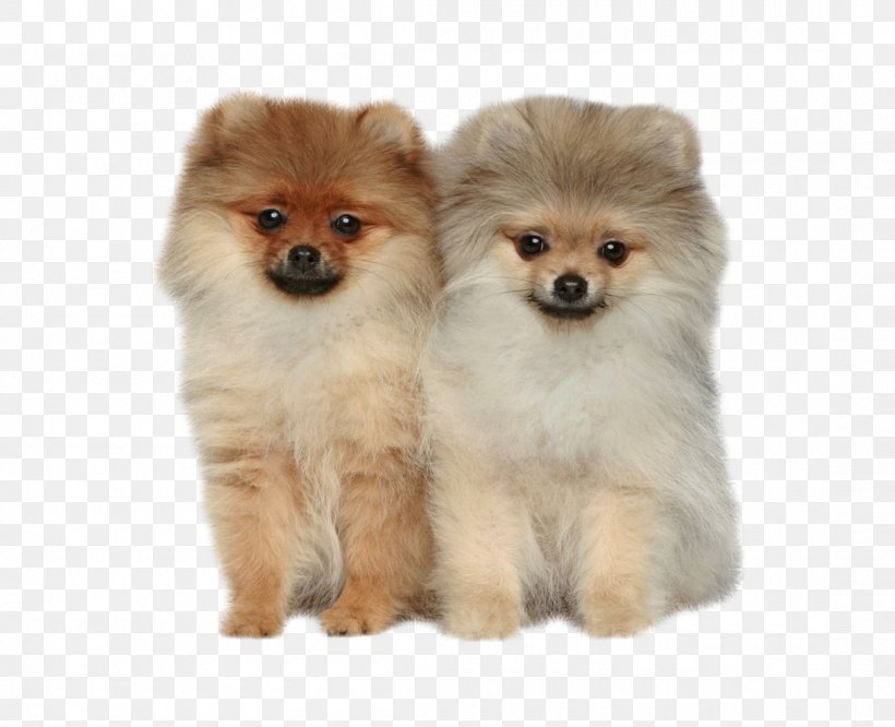 Phobia ubehagelig Plys dukke Pomeranian Shiba Inu German Spitz Puppy, PNG, 1100x894px, Pomeranian, Aging  In Dogs, Ancient Dog Breeds, Carnivoran,