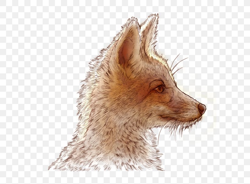 Red Fox Whiskers Fur Jackal Fauna, PNG, 600x602px, Red Fox, Carnivoran, Dog Like Mammal, Fauna, Fox Download Free
