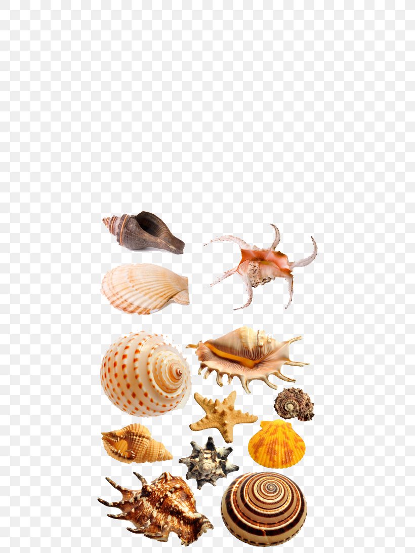 Seashell Clip Art, PNG, 460x1092px, Seashell, Animal Product, Flavor, Marine, Mollusc Shell Download Free