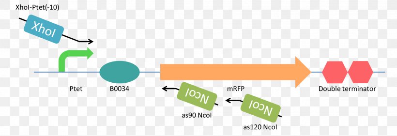 XhoI Restriction Enzyme Antisense RNA Restriction Site Nucleic Acid, PNG, 1972x677px, Restriction Enzyme, Antisense Rna, Area, Brand, Diagram Download Free