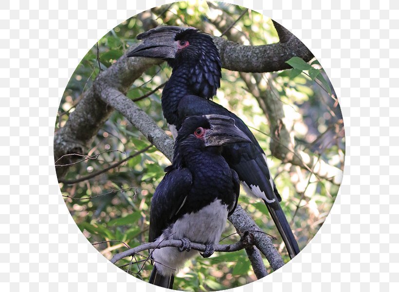 Krantzkloof Nature Reserve Bird Fauna Flora Martial Eagle, PNG, 600x600px, Krantzkloof Nature Reserve, Beak, Bird, Bird Of Prey, Cliff Download Free