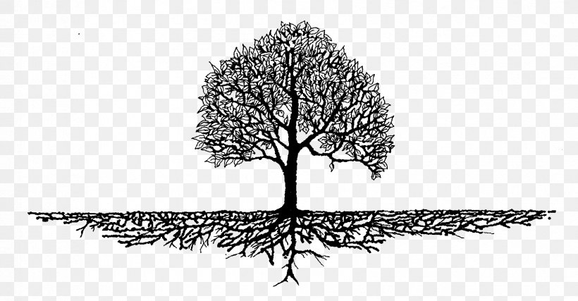 Root Soil Festival Stillwater Tree, PNG, 1676x873px, Root, Art, Black And White, Branch, Drawing Download Free