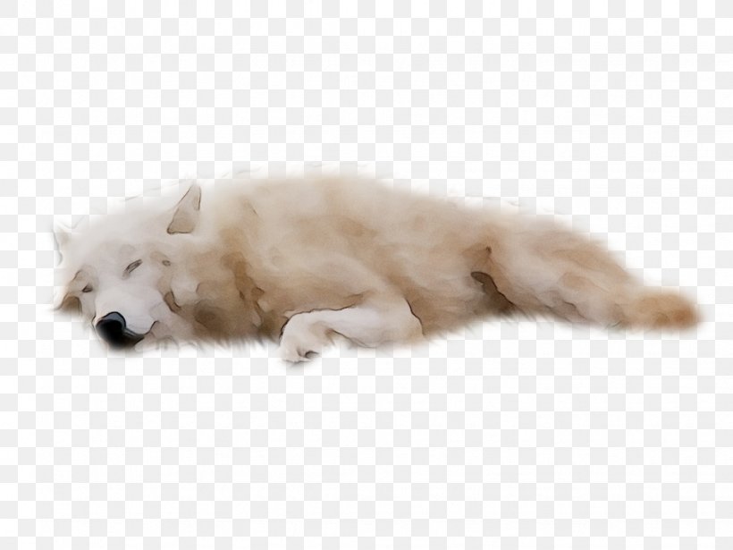 Dog Breed Japanese Spitz German Spitz Samoyed Dog Volpino