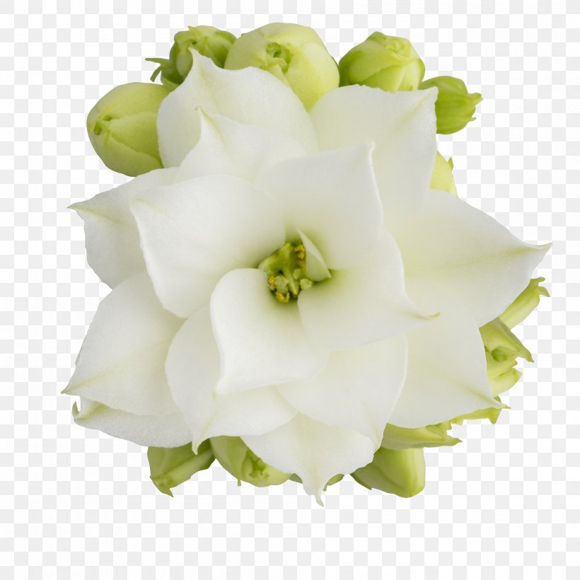 Floral Design Cut Flowers Flower Bouquet, PNG, 2000x2000px, Floral Design, Cut Flowers, Floristry, Flower, Flower Bouquet Download Free