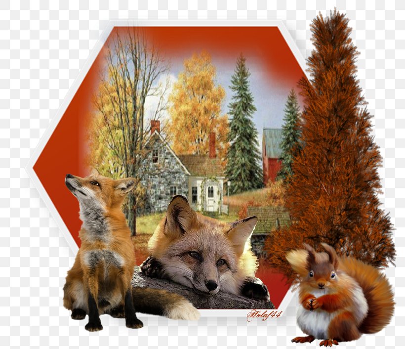 Red Fox Mon Guide De La Nature Fauna Fur, PNG, 800x706px, Red Fox, Carnivoran, Dog Like Mammal, Fauna, Fox Download Free