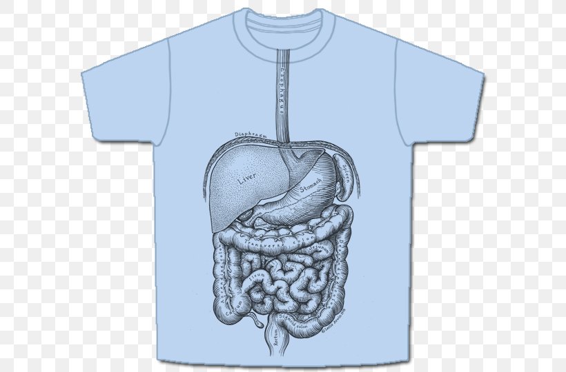 T-shirt Anatomy Human Digestive System, PNG, 600x540px, Watercolor, Cartoon, Flower, Frame, Heart Download Free