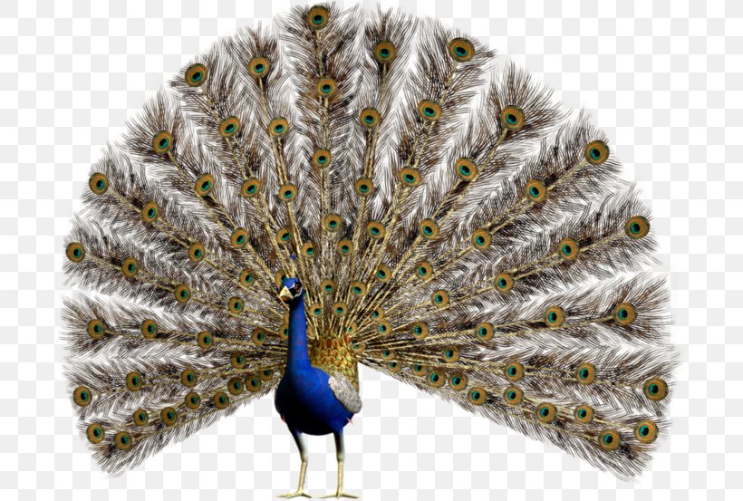 Bird Pavo Asiatic Peafowl Clip Art, PNG, 699x553px, Bird, Asiatic Peafowl, Beak, Drawing, Feather Download Free