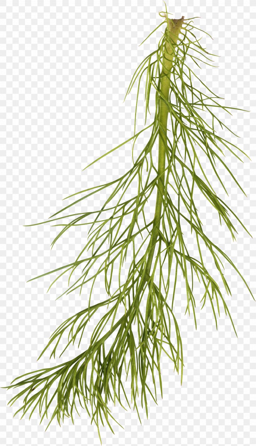 Desktop Wallpaper Leaf Clip Art, PNG, 2069x3600px, Leaf, Branch, Casuarina, Conifer, Drawing Download Free