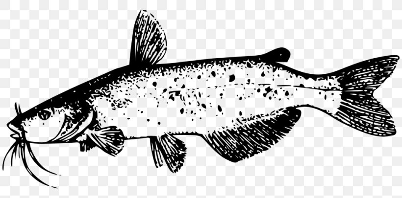 Fish Cartoon, PNG, 810x405px, Catfish, Blue Catfish, Bonyfish, Brown Trout, Drawing Download Free