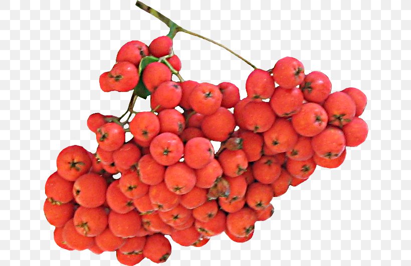 Image Fruit Autumn Download, PNG, 651x532px, Fruit, Accessory Fruit, Autumn, Berries, Berry Download Free