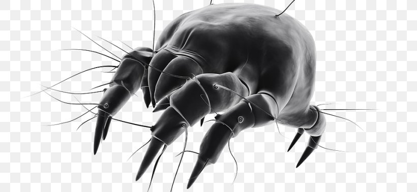 House Dust Mites Cockroach Pest, PNG, 768x378px, Watercolor, Cartoon, Flower, Frame, Heart Download Free
