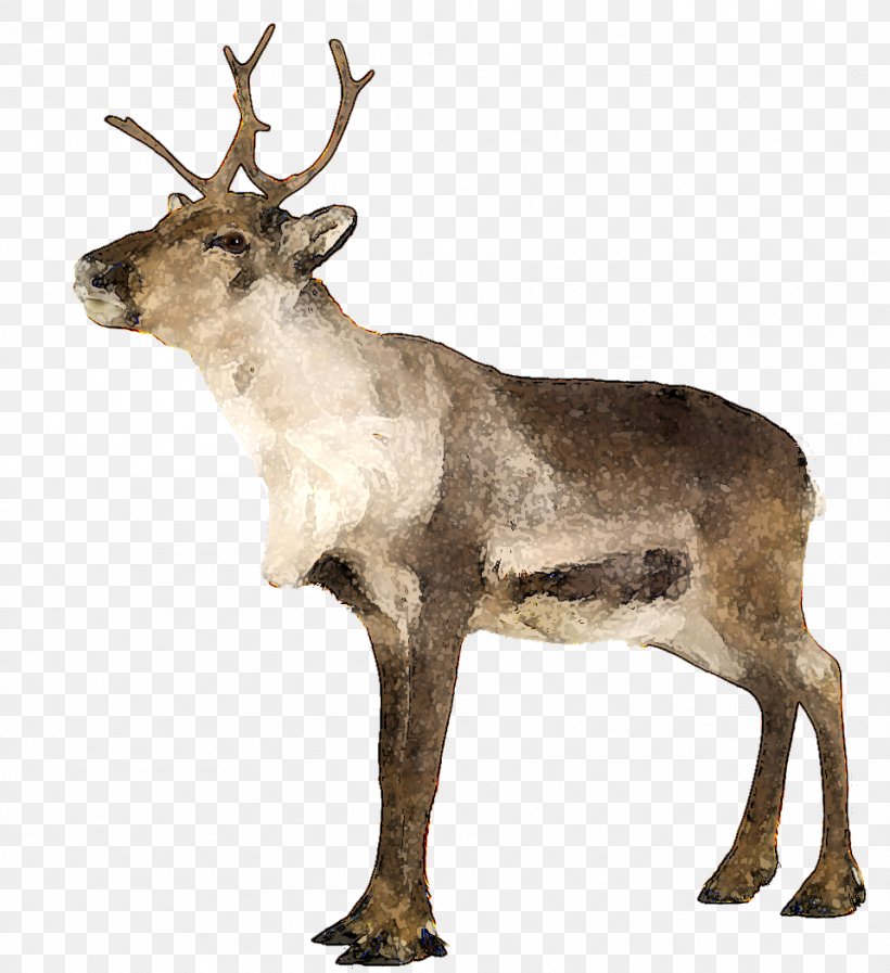 Teach Yourself Norwegian Enjoy Norwegian: Teach Yourself Complete Norwegian Norway Reindeer, PNG, 959x1050px, Complete Norwegian, Antler, Christmas, Deer, Elk Download Free