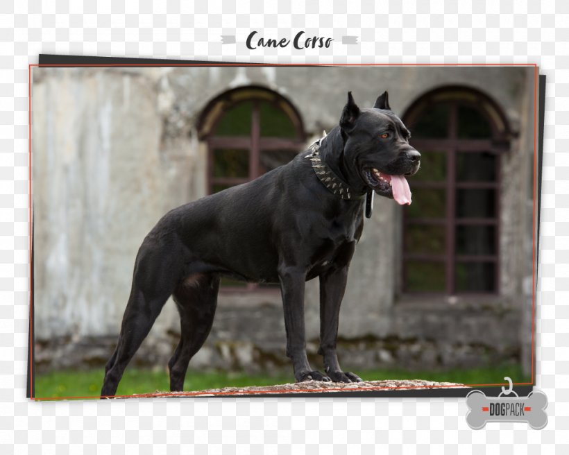 Cane Corso English Mastiff Stock Photography Portrait, PNG, 1000x800px, Cane Corso, Black Dog, Breed, Carnivoran, Depositphotos Download Free