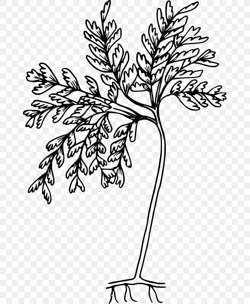 Coloring Book Line Art Drawing Vector Graphics Illustration, PNG, 669x1000px, Coloring Book, Art, Black And White, Blackandwhite, Botany Download Free