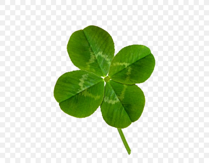 Four-leaf Clover White Clover Shamrock Clip Art, PNG, 582x640px, Fourleaf Clover, Clover, Leaf, Plant, Red Clover Download Free