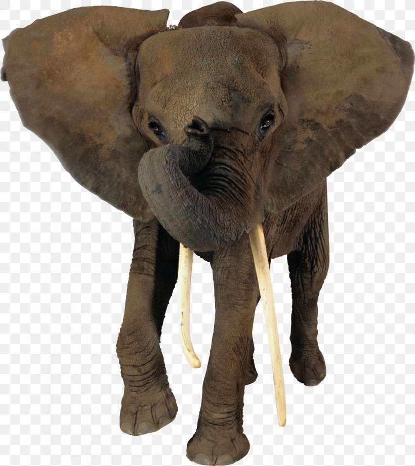 African Elephant Indian Elephant Animal, PNG, 2401x2700px, African Bush Elephant, African Elephant, African Forest Elephant, Asian Elephant, Elephant Download Free