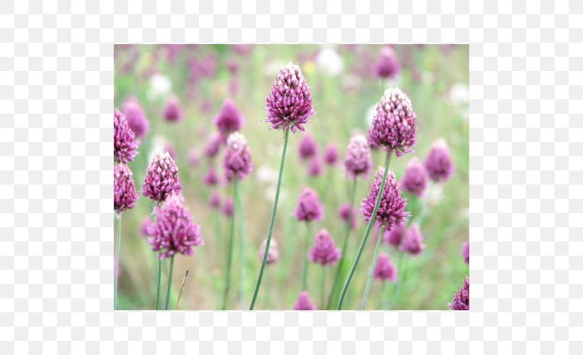 English Lavender Chives Subshrub Annual Plant, PNG, 500x500px, English Lavender, Annual Plant, Chives, Flower, Flowering Plant Download Free
