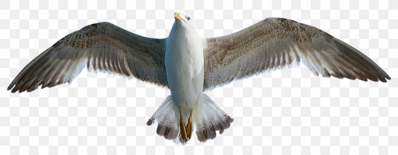 European Herring Gull Gulls Bird Photography, PNG, 873x340px, European Herring Gull, Animal Figure, Beak, Bird, Digital Image Download Free
