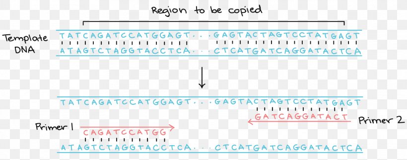 Primer Polymerase Chain Reaction DNA Polymerase, PNG, 1972x775px, Primer, Area, Base Pair, Blue, Brand Download Free