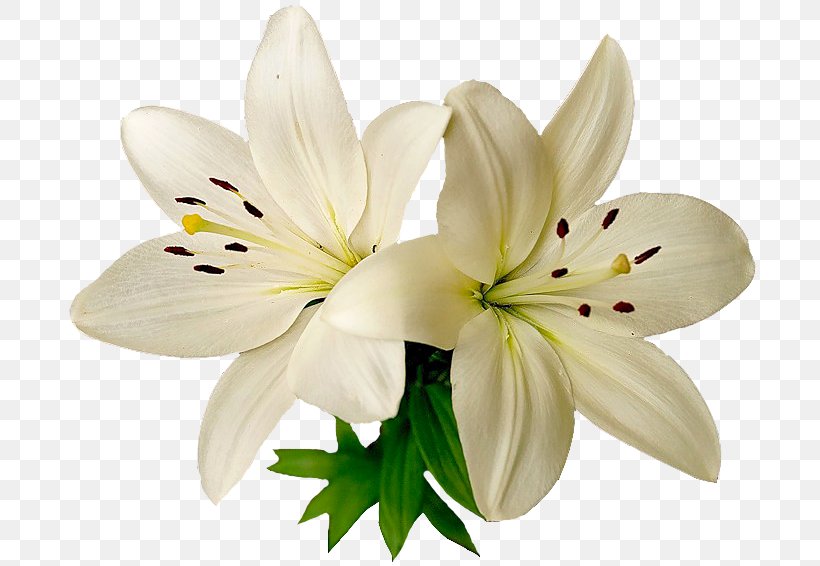 White Lily Flower, PNG, 695x566px, 2018, Bee, Cut Flowers, Education, Flower Download Free