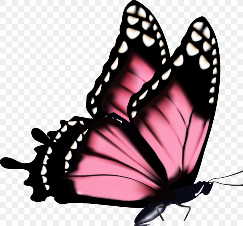 Magnolia Flower Royalty-free Drawing, PNG, 1200x1114px, Magnolia, Arthropod, Brush Footed Butterfly, Butterfly, Drawing Download Free